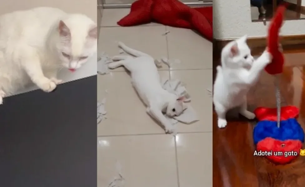  Gato branco apocalíptico mostra que não é tão calmo quanto tutora pensava ele seria