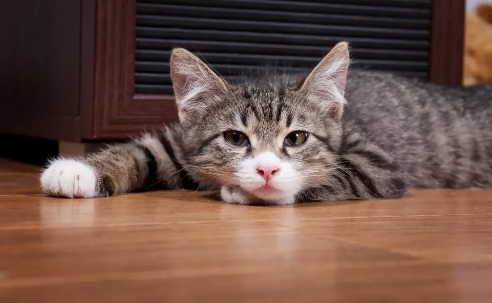 O gato intoxicado por minoxidil apresenta sintomas clássicos de intoxicação que podem levar à morte