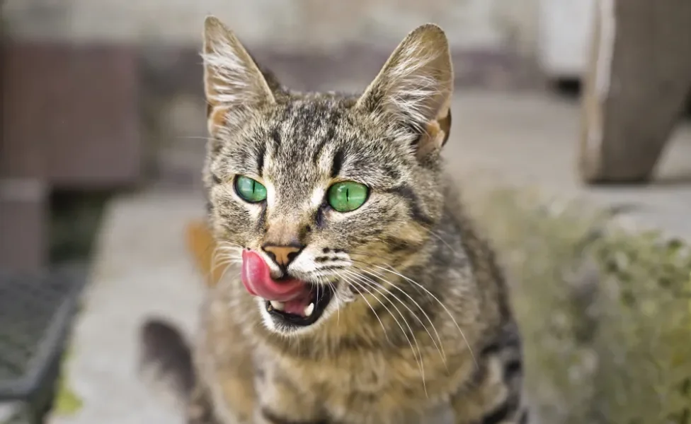  A língua do gato tem várias funções importantes para a rotina do felino