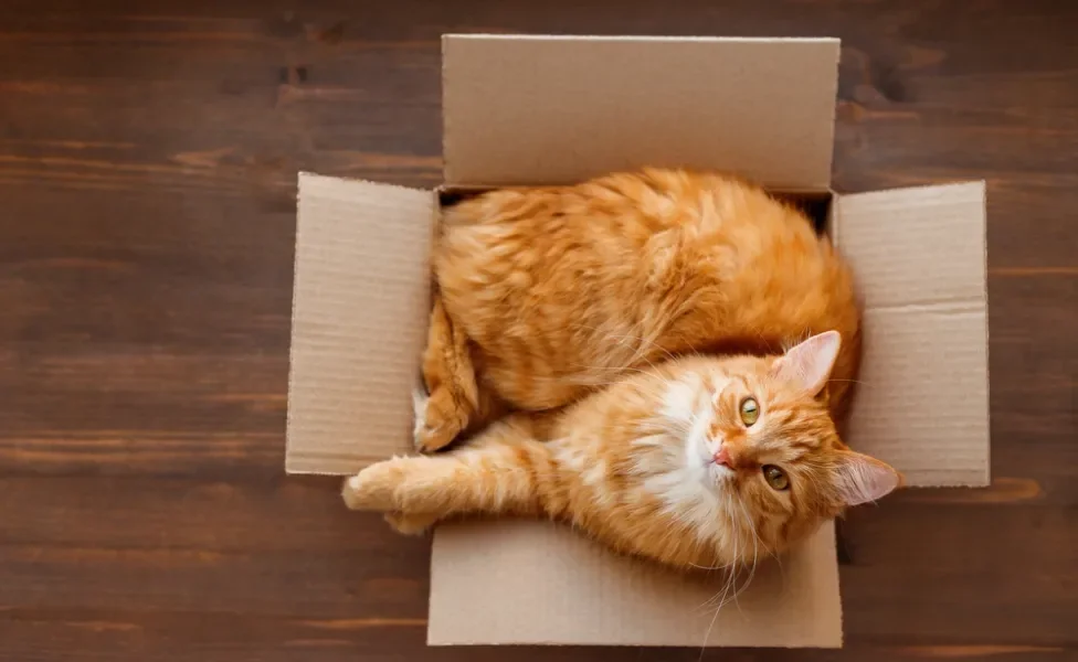 A caixa de papelão para gatos é um objeto que atrai a maioria dos felinos por diferentes razões