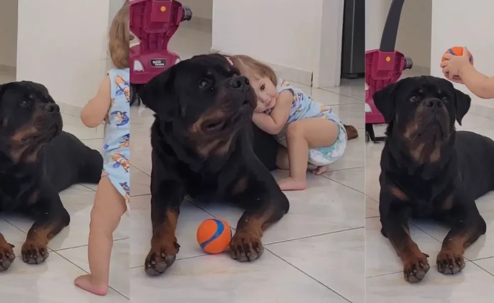 O Rottweiler Tito aprende a brincar de bolinha com Tatá, sua nova irmãzinha humana
