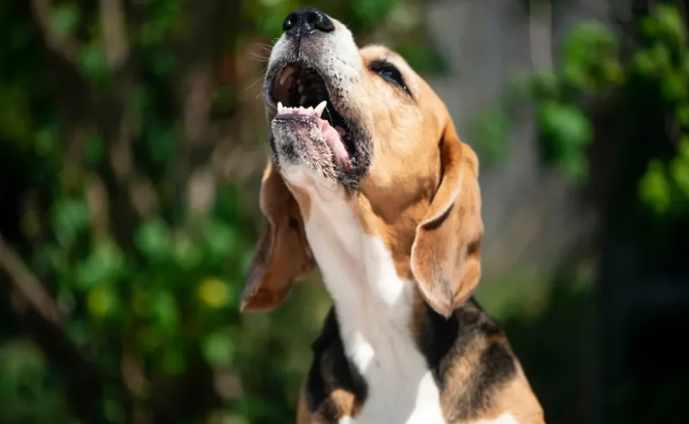 Os sons de cachorro são inúmeros e podem representar várias emoções