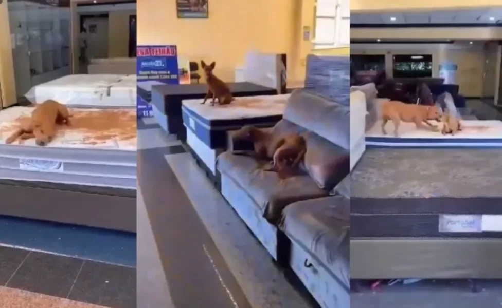 Cachorro vira-lata e amigos invadem loja de móveis 