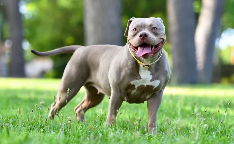 O American Bully é um cachorro que parece Pitbull, mas ele tem suas próprias características