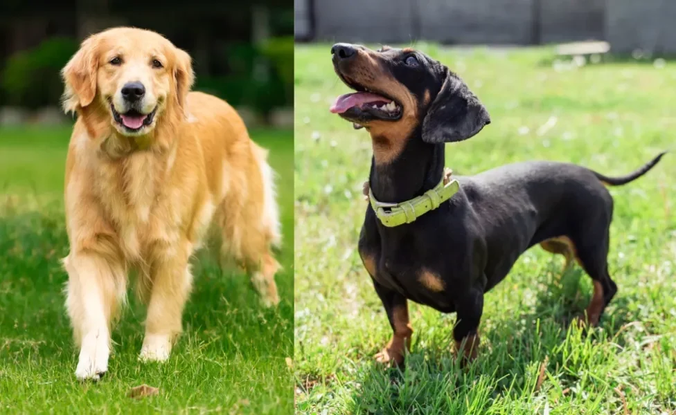 O Golden Dox é um cachorro com as características das raças Golden Retriever e Dachshund