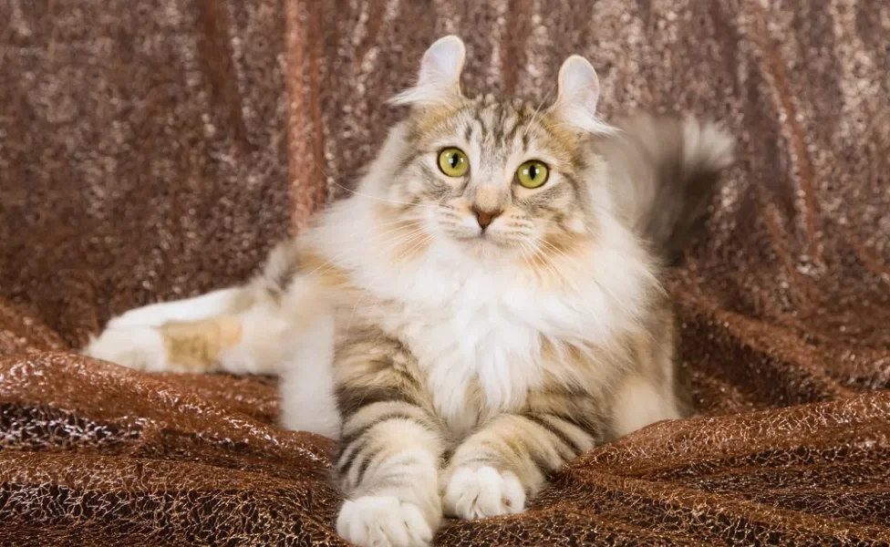 O American Curl é um gato de origem estadunidense que tem aparência encantadora