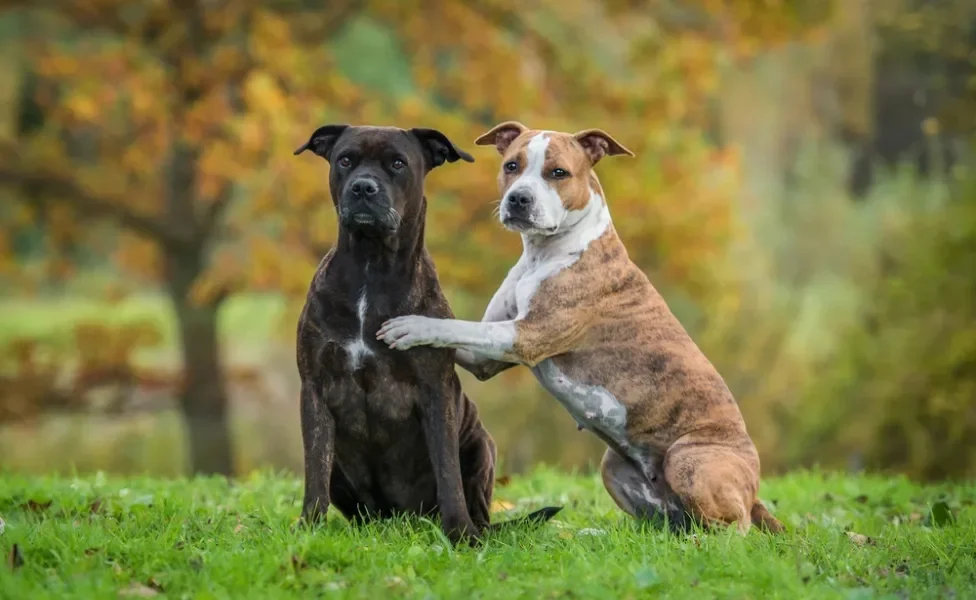 Staffordshire Terrier: saiba tudo sobre essa raça de cachorro famosa por sua lealdade