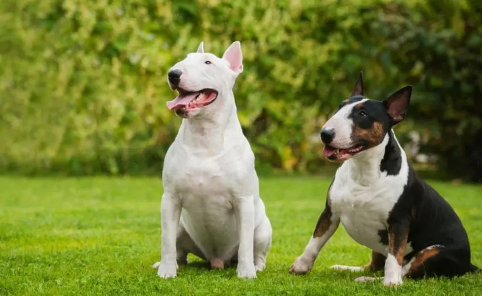 Bull Terrier: conheça mais sobre esse animal forte e carinhoso!