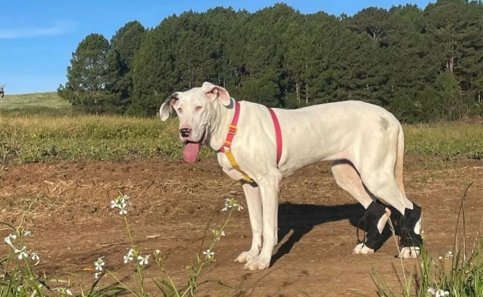 Áquira é um cachorro gigante idoso da raça Dogue Alemão (Créditos: Instagram/ @aquira_e_lebron)