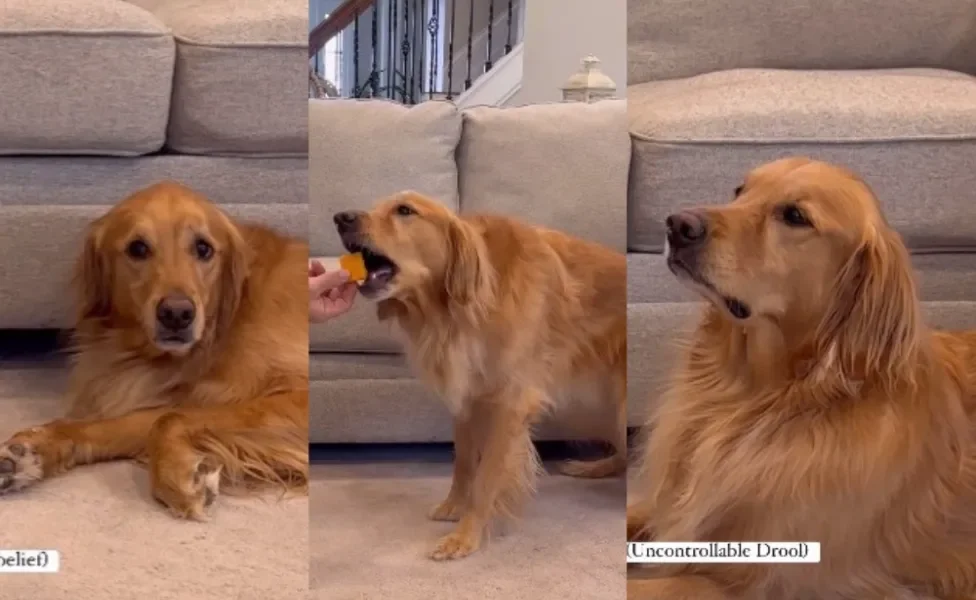 Tutor de Golden Retriever faz pegadinha para testar resistência de cachorro (Créditos: Instagram/ @aguyandagoldenn)