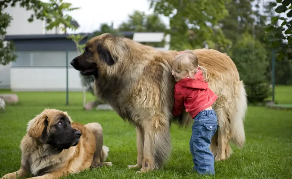 As raças de cachorro grande podem ser adoráveis e até calmos