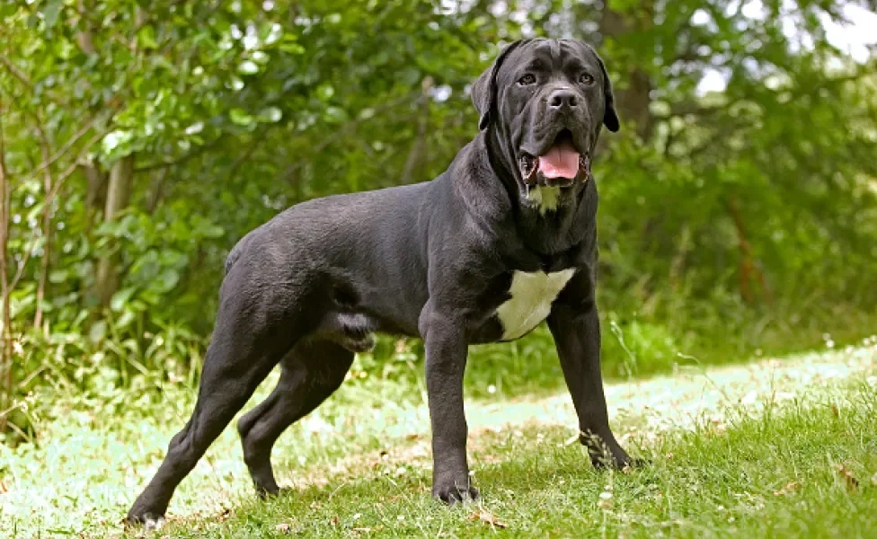 O Cane Corso é um cachorro grande em tamanho e amor!