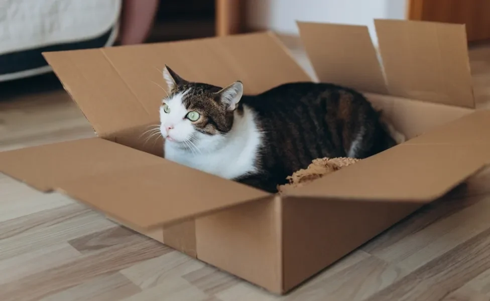 Comportamentos felinos como gostar de caixas de papelão, zoomies e trazer presentinhos têm explicações curiosas
