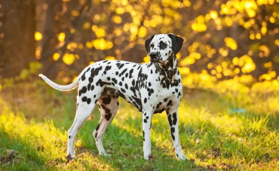Dálmata: um cachorro de raça grande conhecido pela lealdade e inteligência