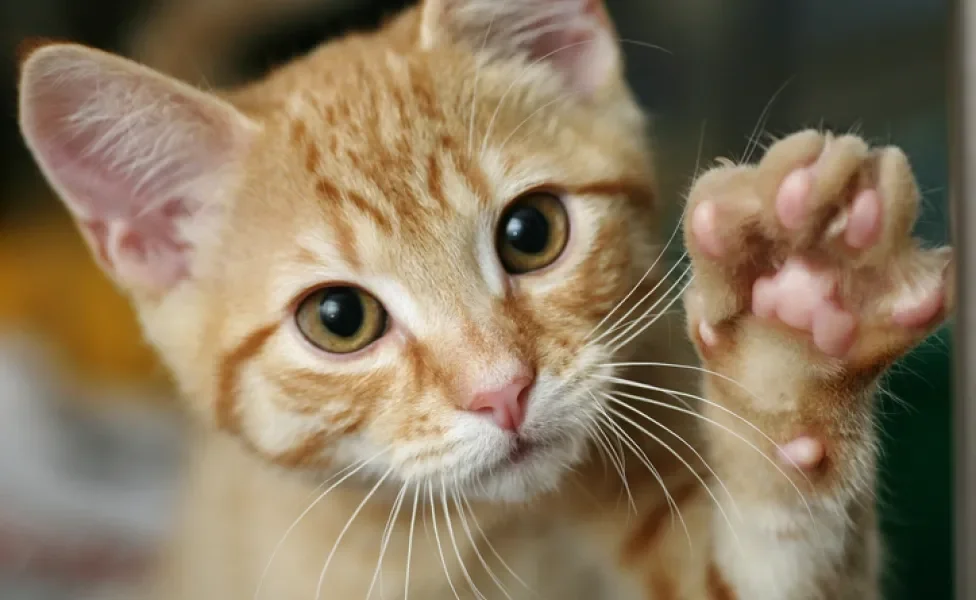 Gatos laranjas são mais agitados do que outros felinos?