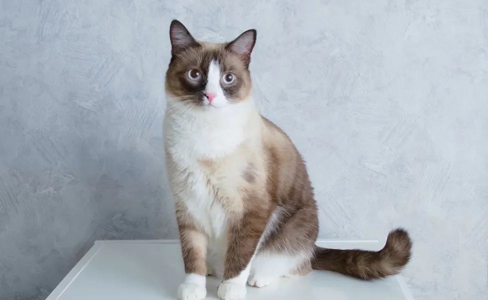 O gato Snowshoe é uma raça recente com características adoráveis