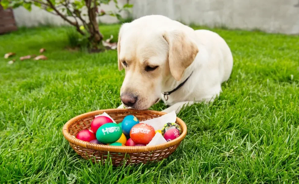 Aprenda a preparar um ovo de páscoa para cachorro seguro e saboroso