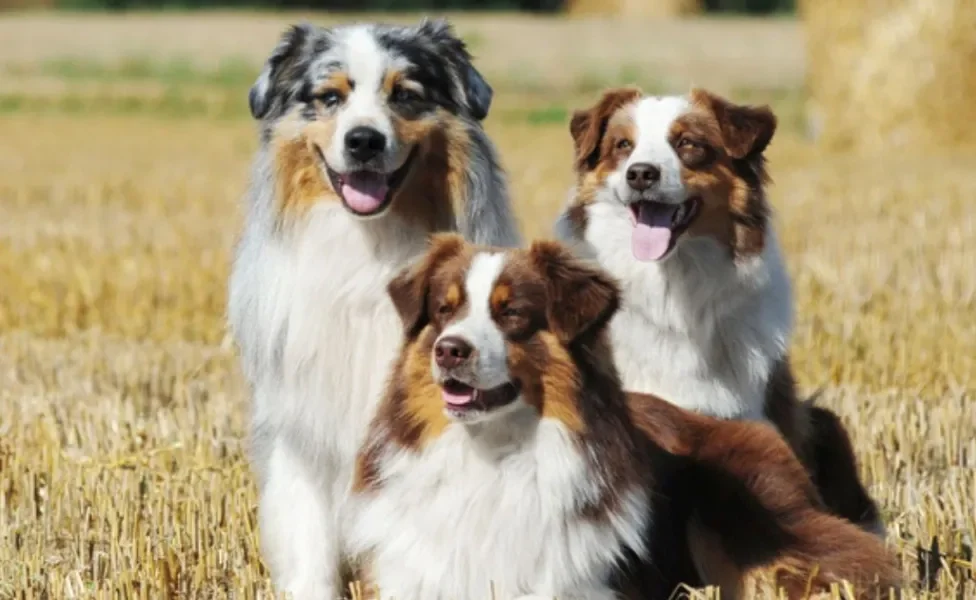 Pastor Australiano: um cãozinho ativo, fiel e companheiro. Conheça mais sobre essa raça!