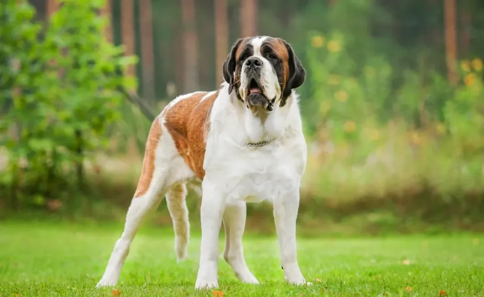 O São Bernardo é um cachorro gigante de personalidade dócil e carinhosa