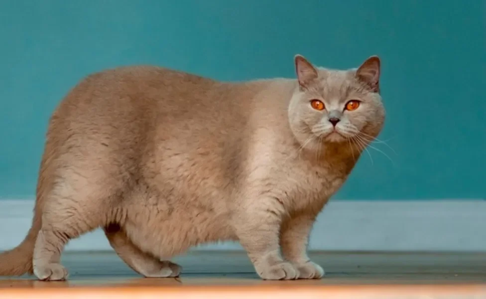 A bolsa primordial em gatos pode dar a impressão de um gato barrigudo, mas não tem nada a ver com o peso do pet