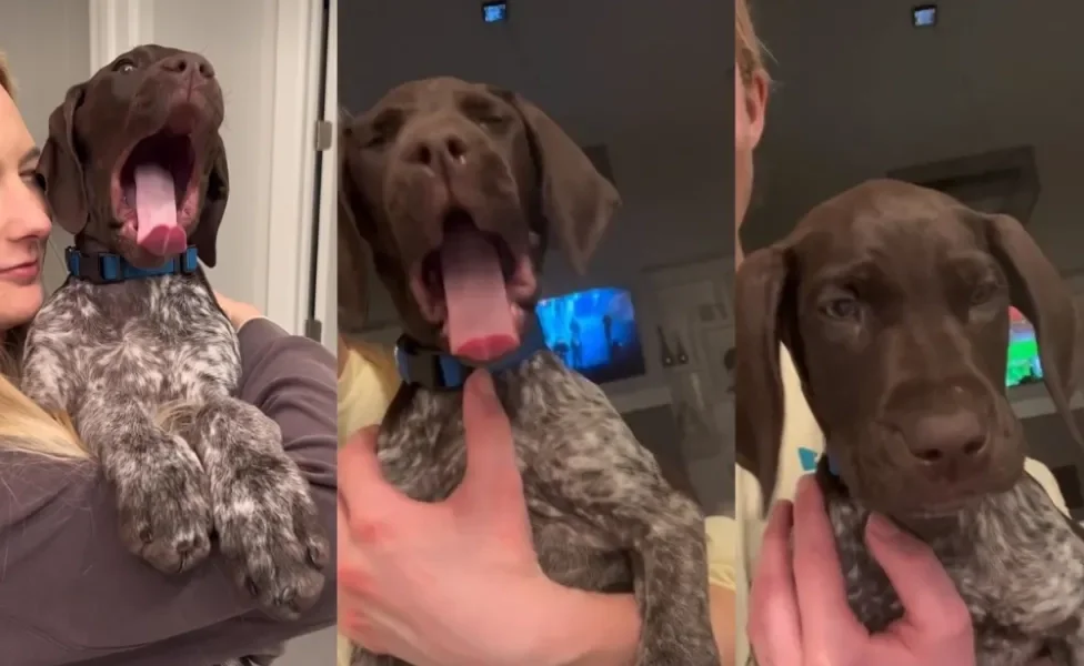 Cachorro bocejando de um jeitinho diferente provoca boas risadas nas redes (Créditos: Instagram/ @charlie_the_gsp)