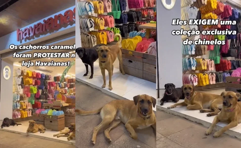Cachorro caramelo se reúne com dois amigos para protestar (Créditos: Instagram,/ @ carapretacaramelo)