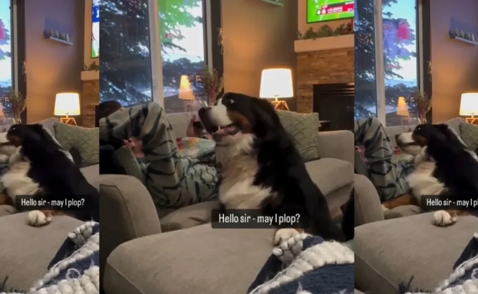 Um cachorro Bernese resolveu chamar a atenção do dono para ganhar carinho e conquistou a internet (Créditos: Instagram/@mileh
