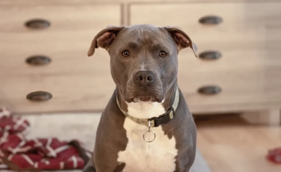 Pitbull lidera a lista de cachorro mais bravo do mundo