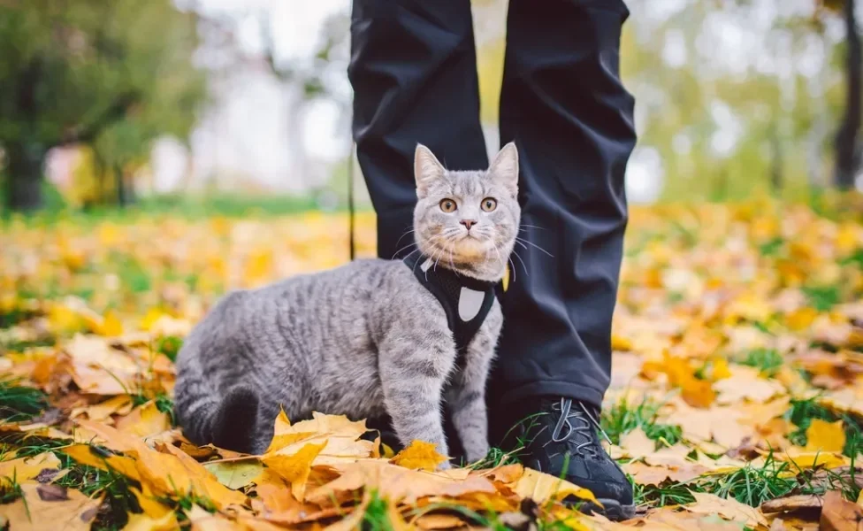 Saber como passear com gato é um cuidado importante para evitar riscos com o animal na rua