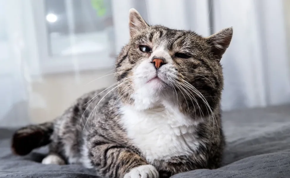 A intoxicação em gatos pode ser fatal, dependendo do remédio administrado e da dosagem