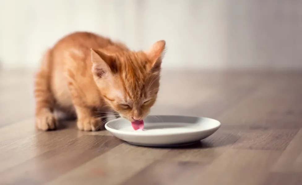 O leite para gato filhote é a principal fonte de nutrientes na fase inicial da vida do bichano