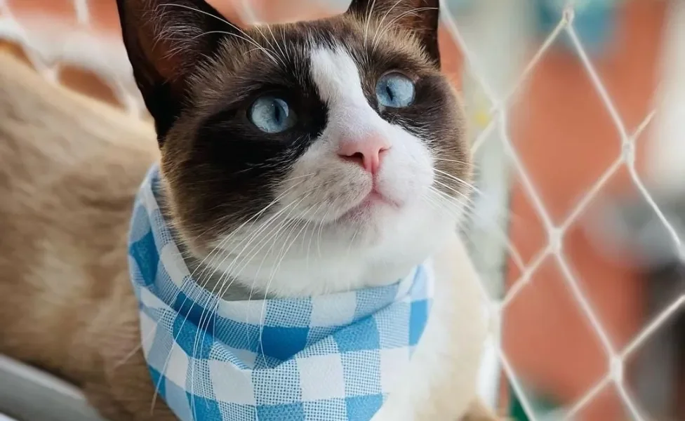 Conheça Shake, o gatinho que adora carinho em um lugar peculiar   (Créditos: Instagram/ @shake_o_gato) 