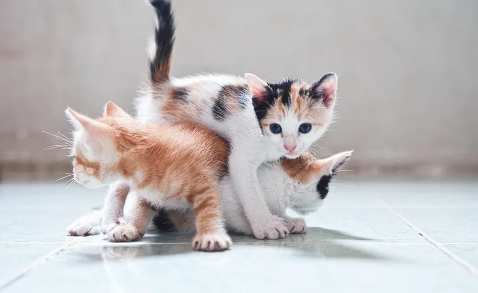 Na fase inicial da vida, gatos filhotes precisam de uma atenção especial do tutor