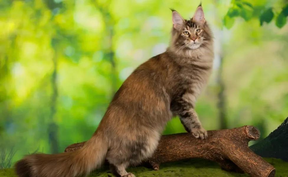 Maior gato do mundo é famoso por seu tamanho, mas também esconde outras características marcantes