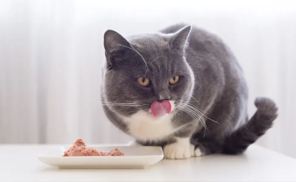 Descubra qual proteína para gatos é super amada, saborosa e nutritiva