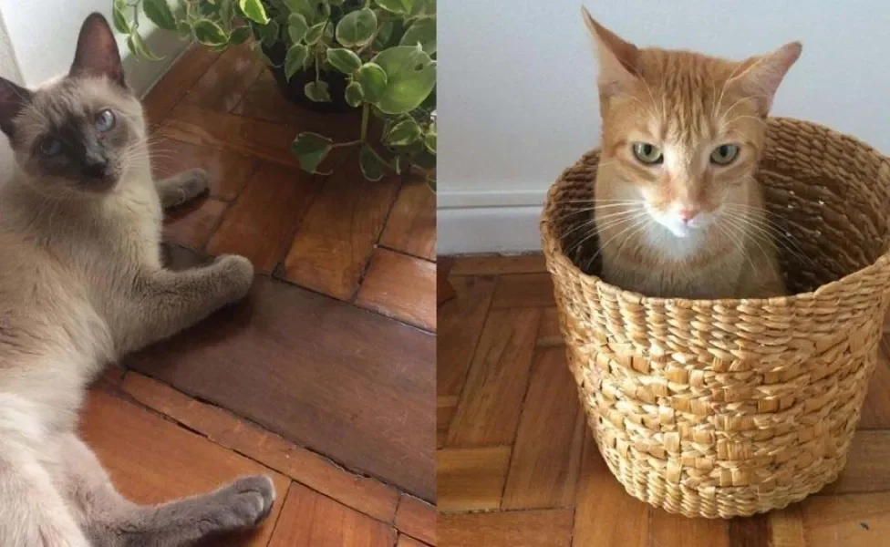 O Petit e o tom me emsinaram a compreender Montagem com 2 gatos, 1 sialata ao lado de uma planta; e 1 laranja dentro de um cesto