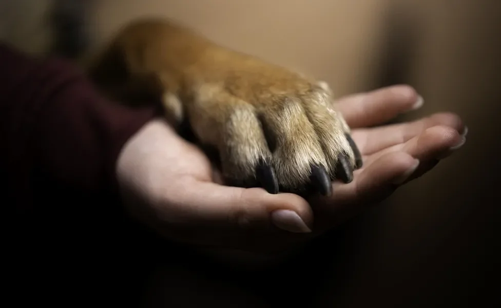 Patinha de cachorro em cima de mão de tutora