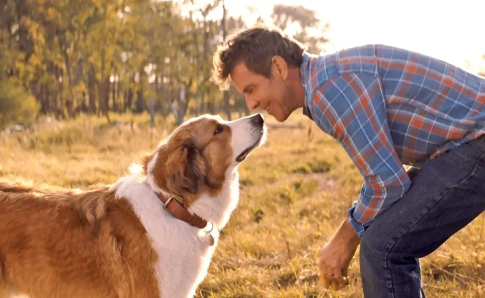 Tutor e cachorro sorrindo um para o outro com natureza ao fundo