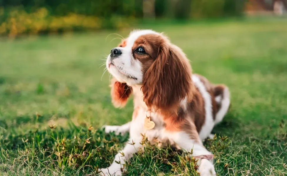 Cavalier King Charles Spaniel deitado em gramado