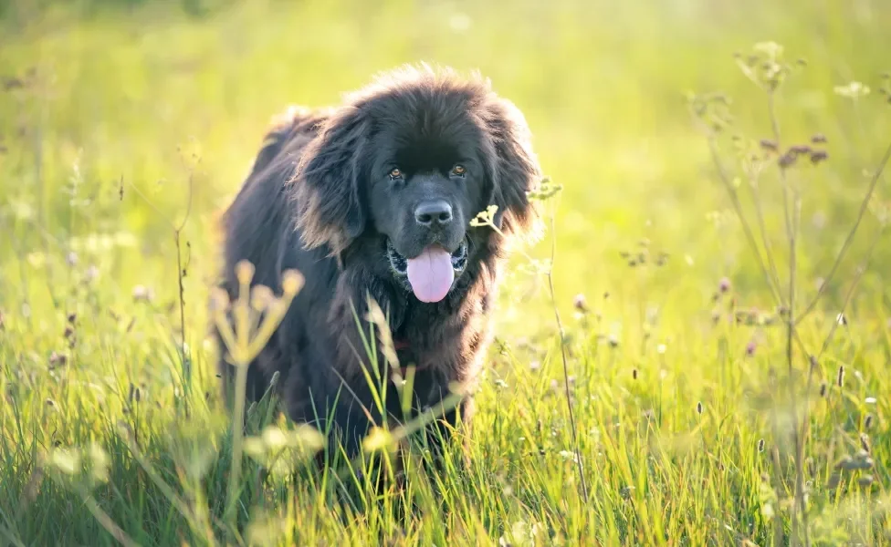 Cão Terra Nova andando em mato ensolarado