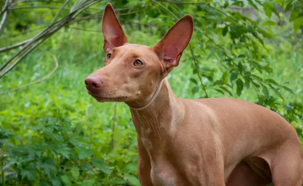 Cão da raça Pharaoh Hound com natureza ao fundo