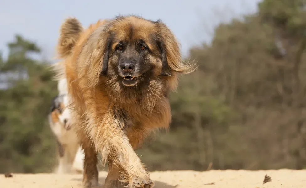 Cão Leonberger andando em floresta