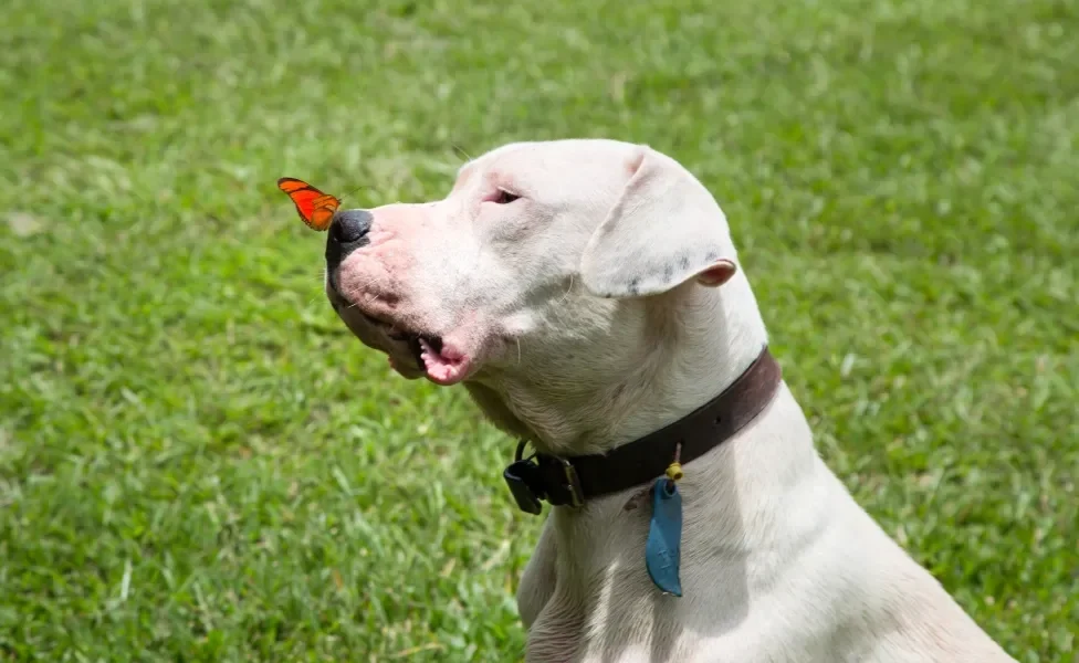 Cão Dogo Argentino em gramado com borboleta em seu nariz