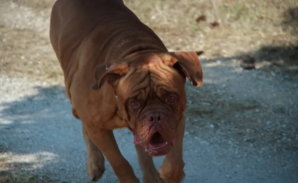 Cão Dogue de Bordeaux andando