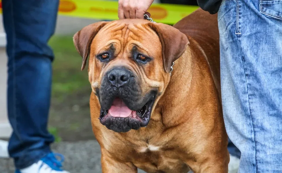 Cão Mastim Inglês sendo segurado pela coleira