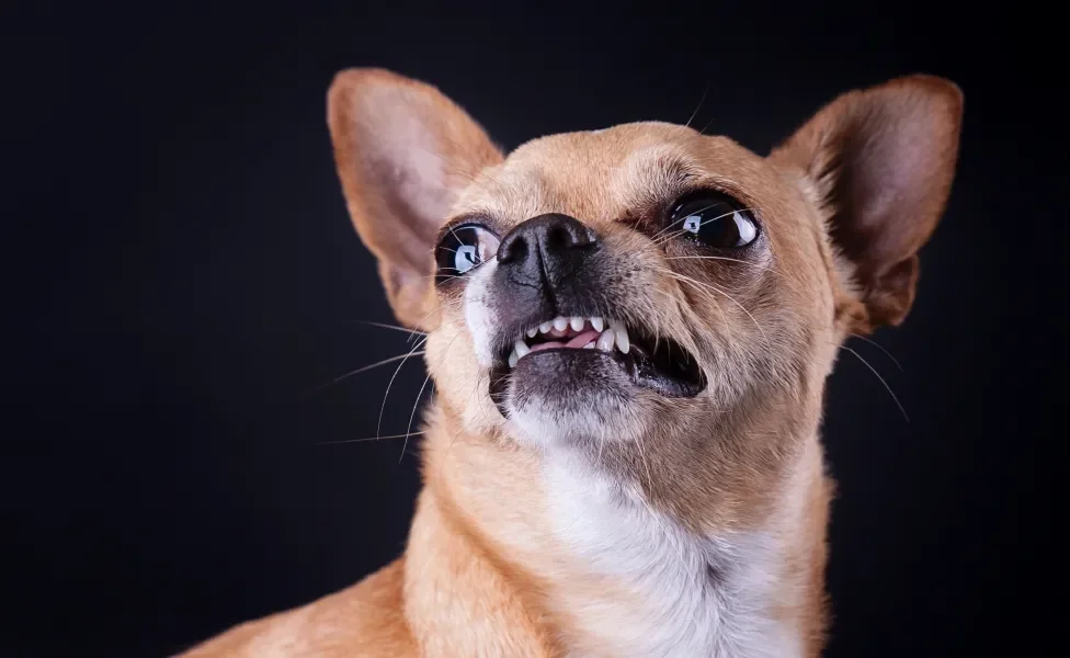 Cãozinho com semblante irritado em fundo preto