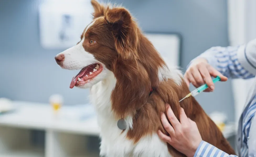 Cão marrom e branco em consultório médico tomando vacina das mãos de veterinário