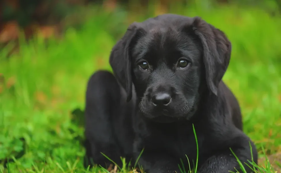 Filhote de Labrador preto deitado na grama