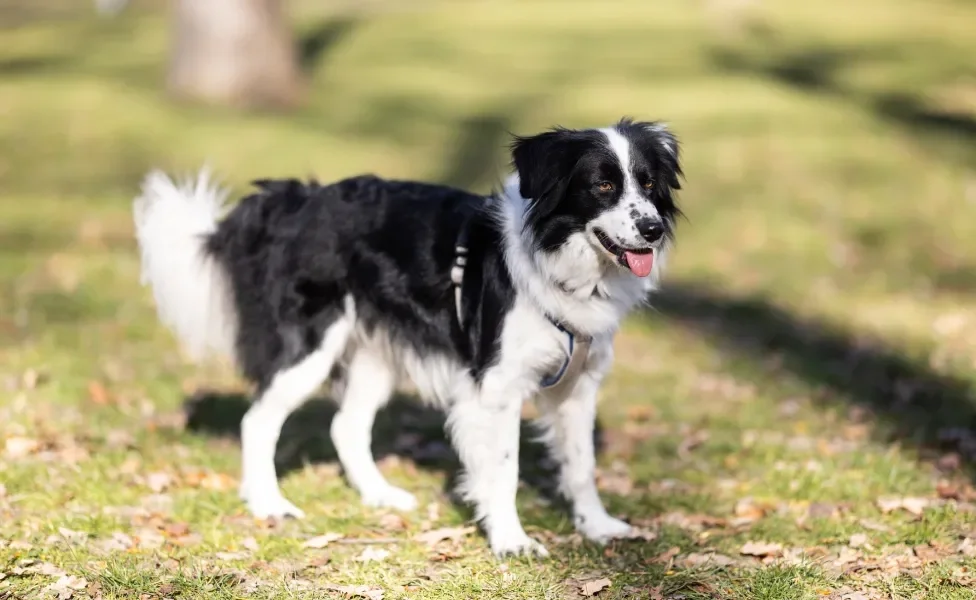 Cão Border Collie em pé em campo aberto