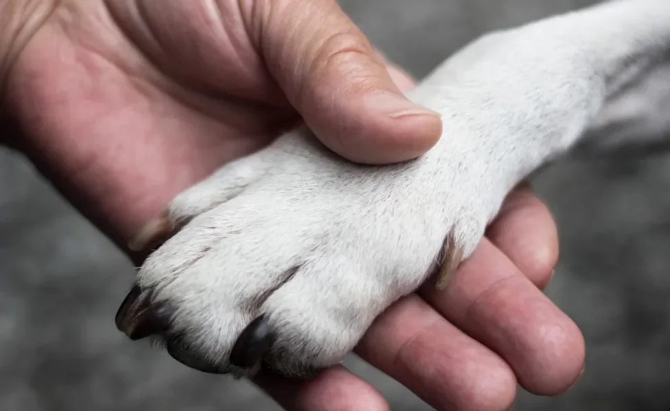 Pata de cachorro sendo segurada por mão humana